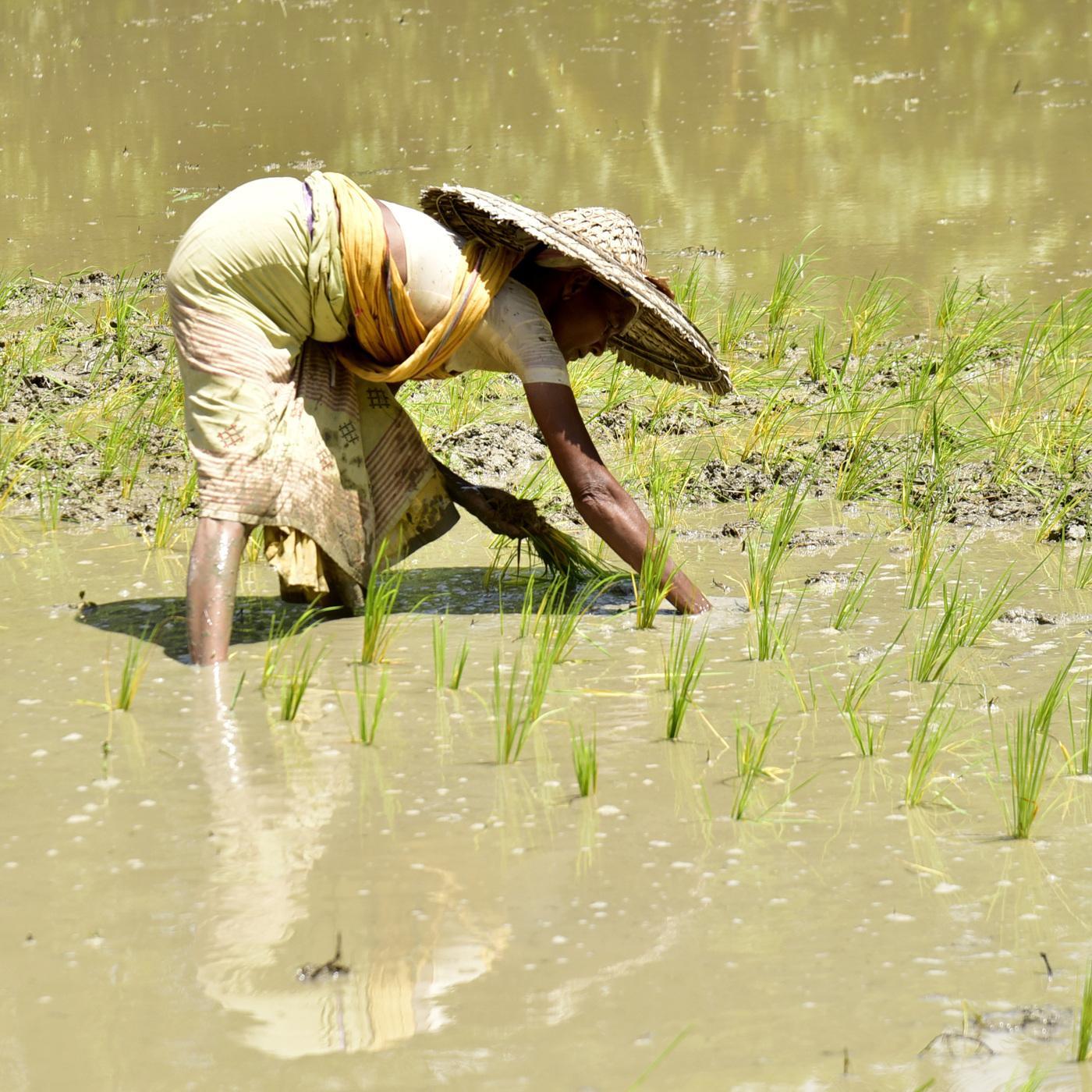 Indien hortet, China kauft nach: Extremwetter zerstört die Ernten der Reis-Nationen