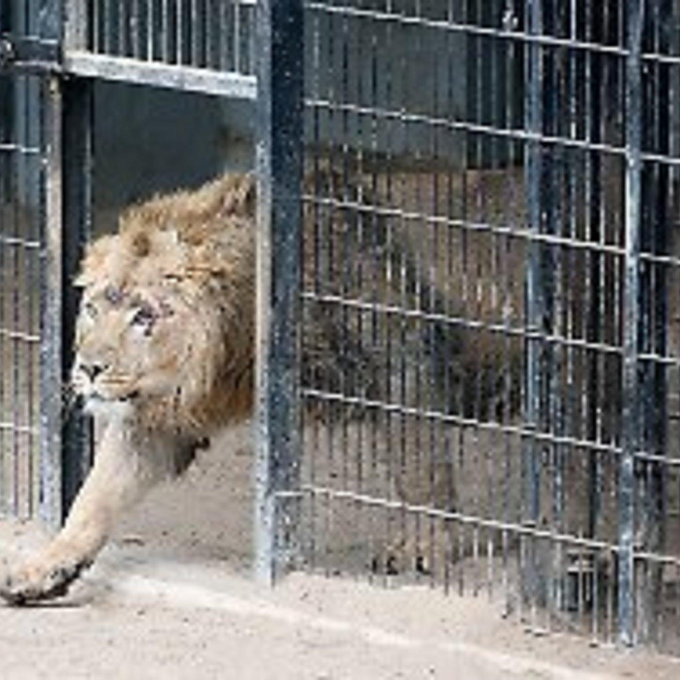 Moderne Zoos - Artenschutz oder Gefängnis?