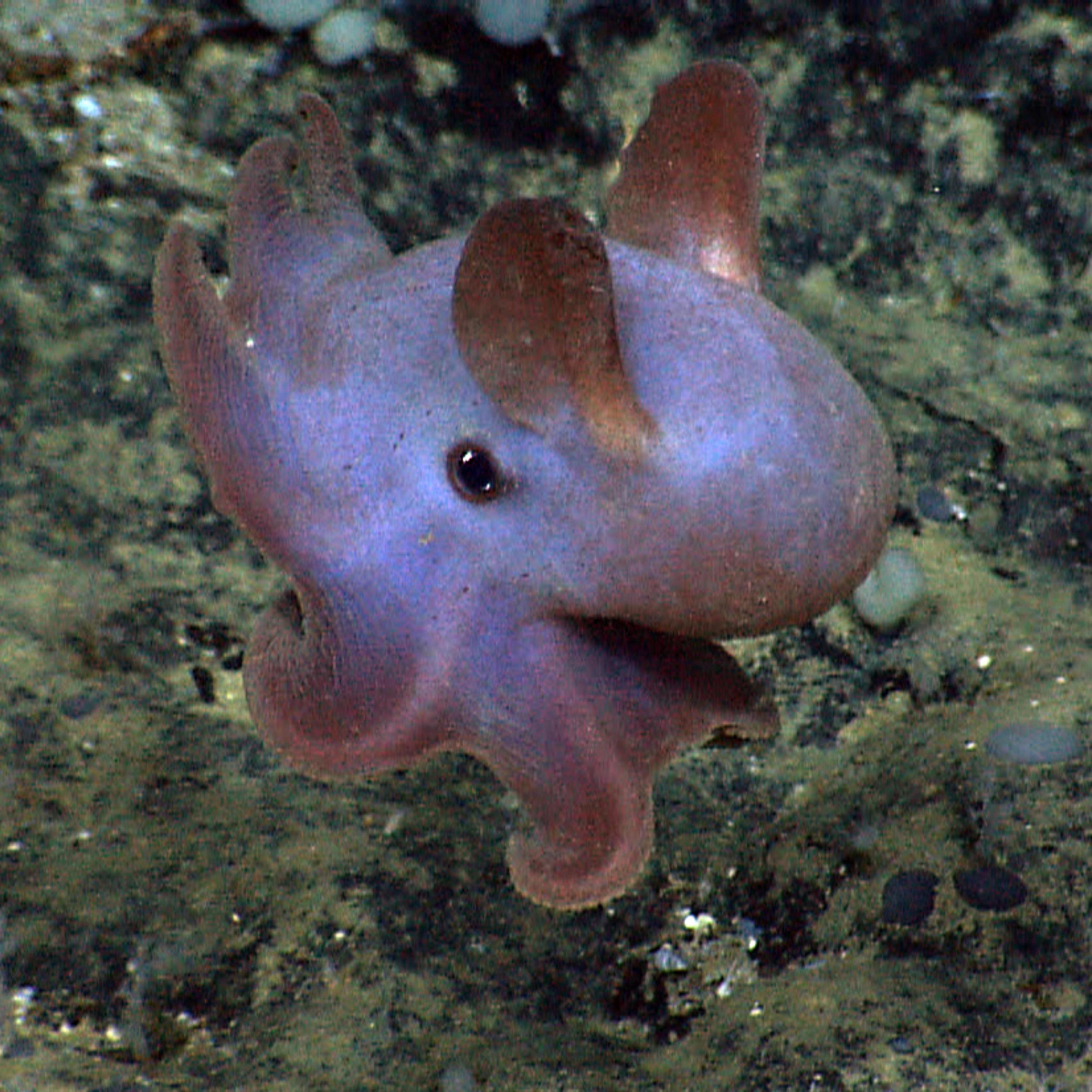 Wo schwimmt der Dumbo-Oktopus?