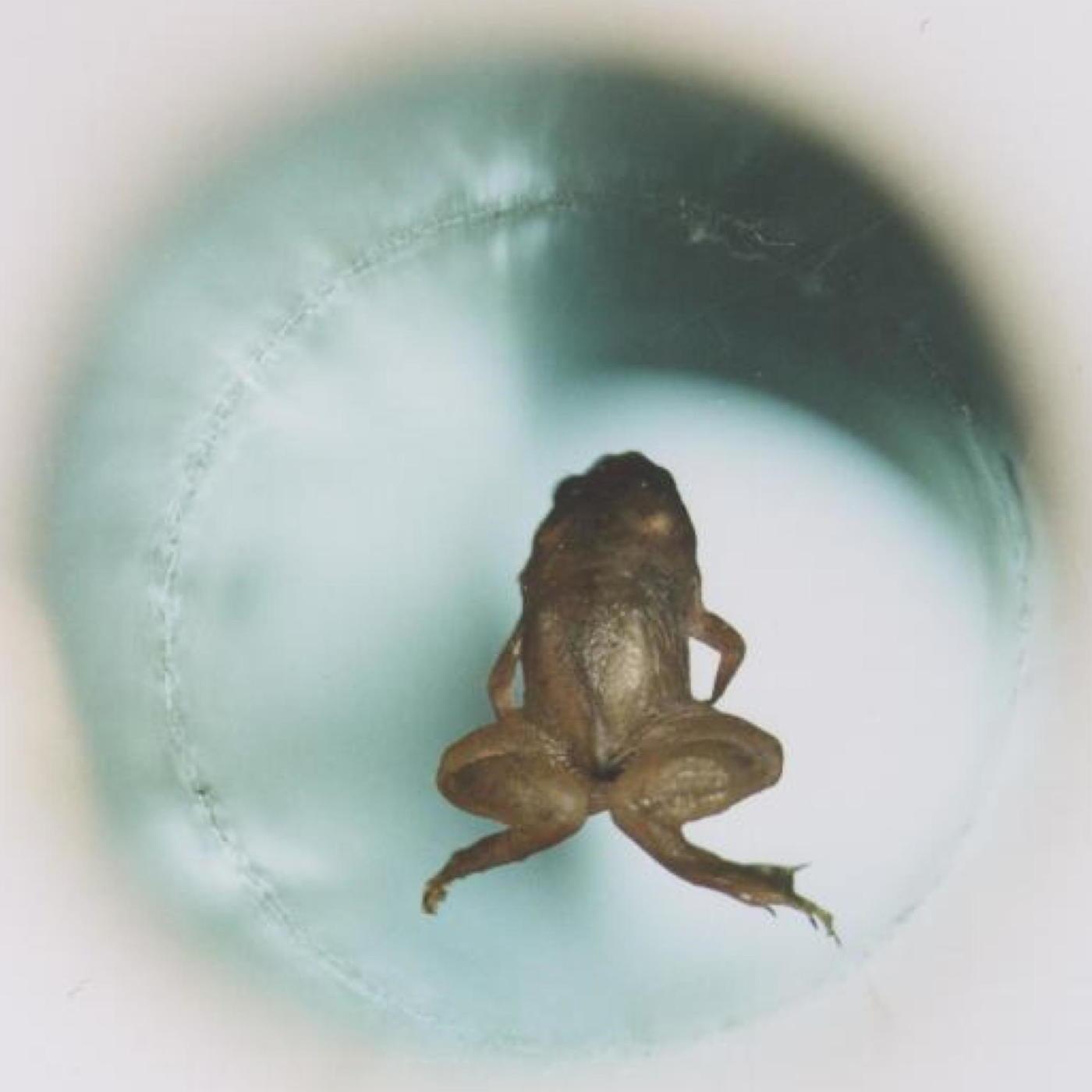 Wer brachte einen Frosch zum Schweben?